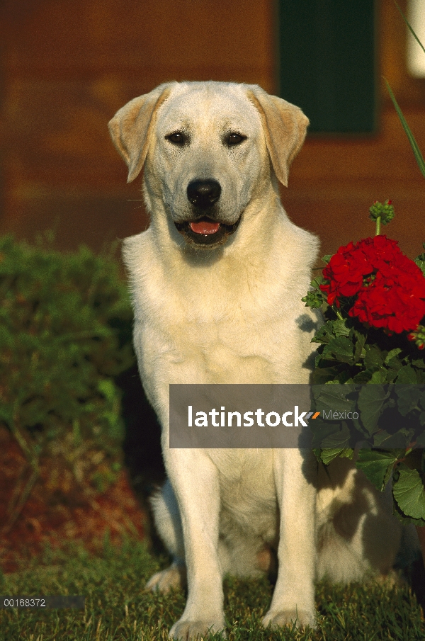 Amarillo adulto de perro perdiguero de Labrador (Canis familiaris) sentado cerca de flores de gerani