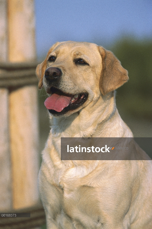 Amarillo retrato de perro adulto de perro perdiguero de Labrador (Canis familiaris)