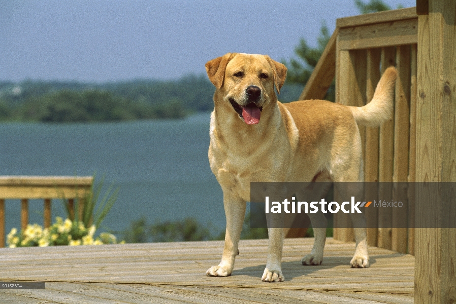 Pie de perro macho adulto de amarillo perro perdiguero de Labrador (Canis familiaris) en la cubierta