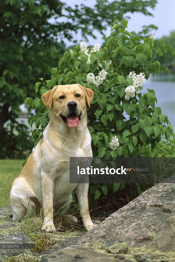 Amarillo adulto de perro perdiguero de Labrador (Canis familiaris) sentado cerca de bush flor lila