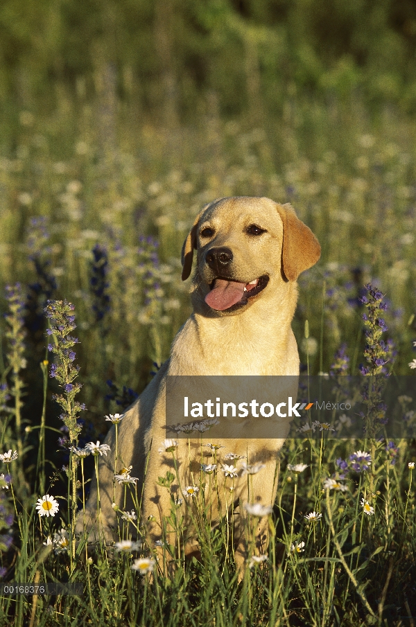 Amarillo adulto de perro perdiguero de Labrador (Canis familiaris) sentado en un prado de flores sil