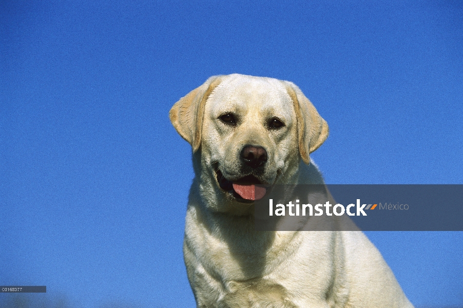 Amarillo retrato adulto de perro perdiguero de Labrador (Canis familiaris)