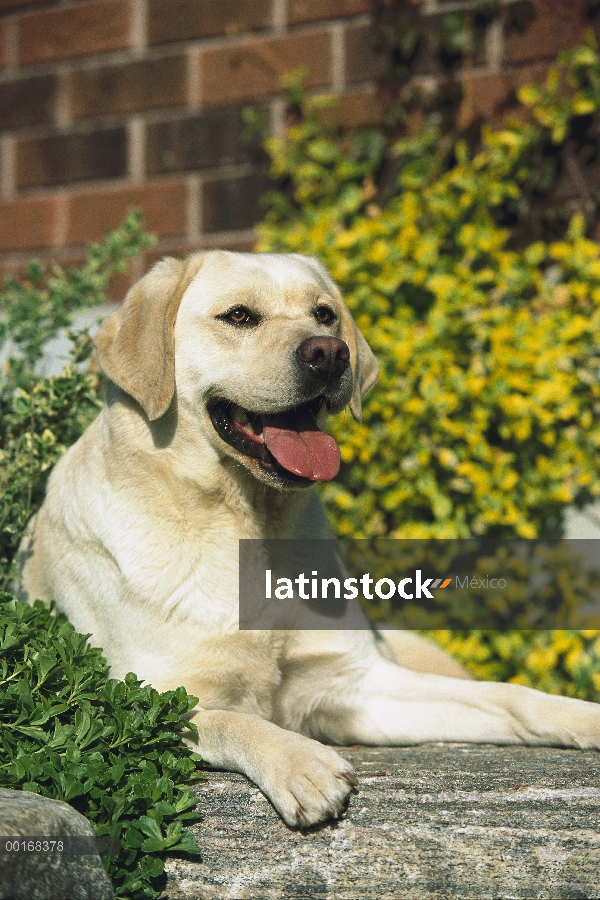 Amarillo retrato adulto de perro perdiguero de Labrador (Canis familiaris) descansando en medio de f