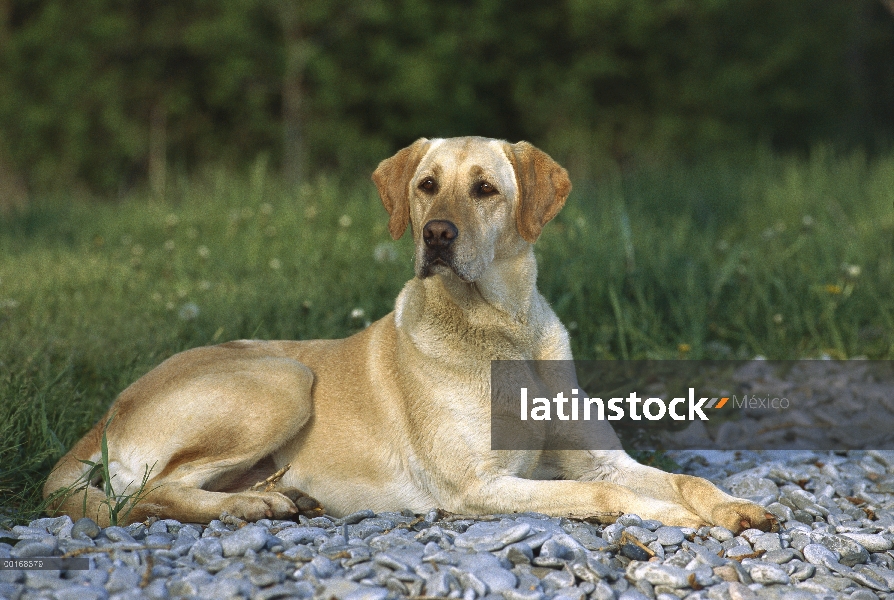 Amarillo adulto de perro perdiguero de Labrador (Canis familiaris) en la orilla del lago rocoso