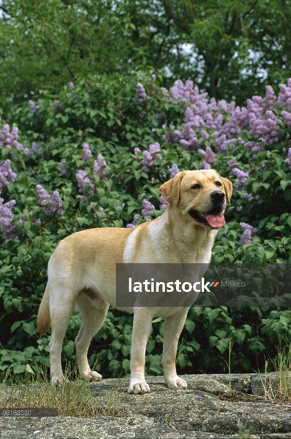 Pie de perro macho adulto de amarillo perro perdiguero de Labrador (Canis familiaris) cerca de arbus