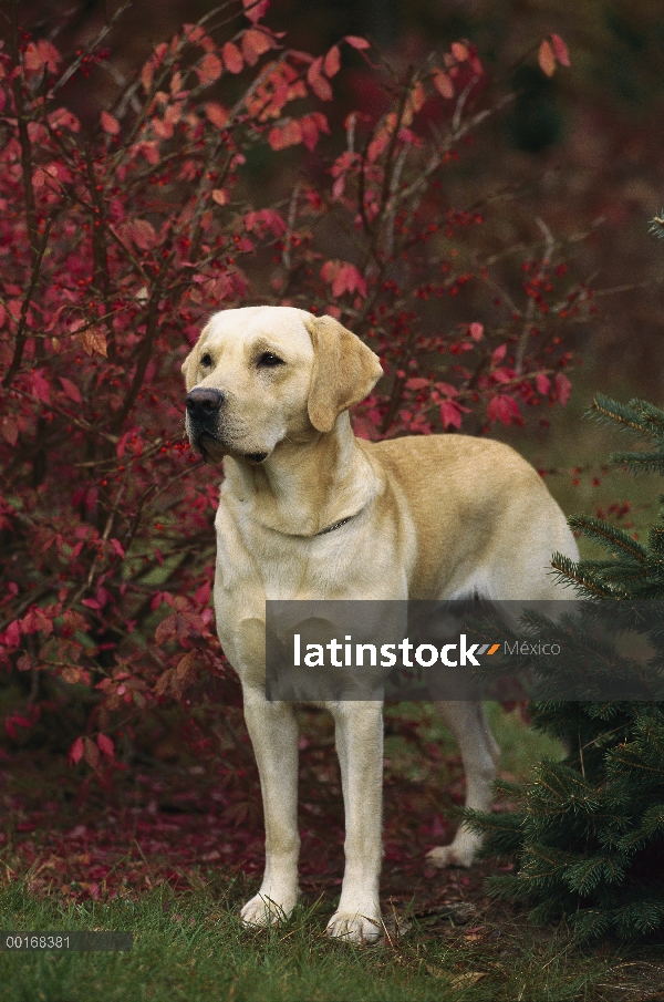 Retrato de perro macho adulto de amarillo perro perdiguero de Labrador (Canis familiaris)