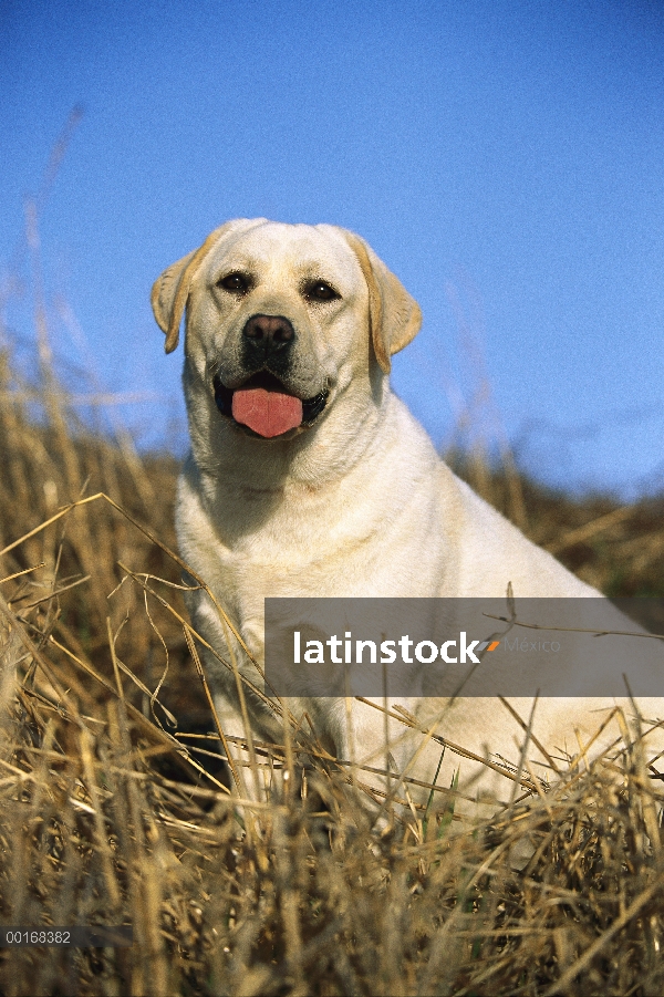 Amarillo retrato adulto de perro perdiguero de Labrador (Canis familiaris) sentado en medio de la hi