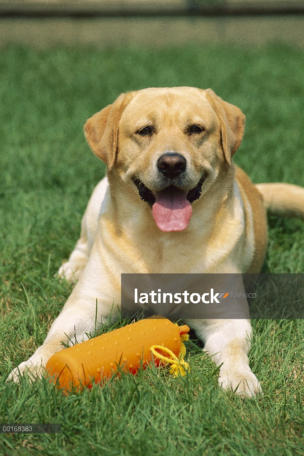 Perro adulto amarillo perro perdiguero de Labrador (Canis familiaris) tendido en el césped con su ju