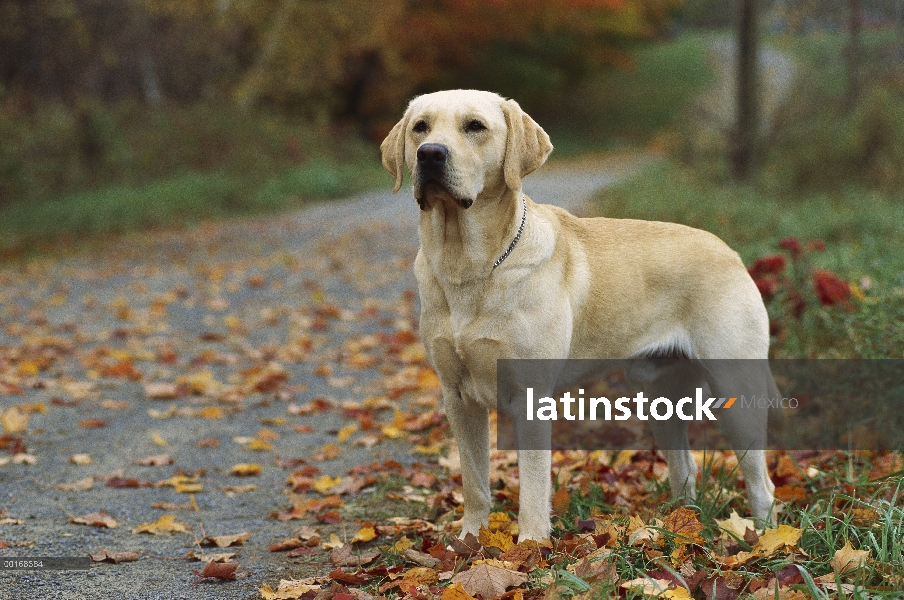 Amarillo retrato de perro perdiguero de Labrador (Canis familiaris) de perro macho adulto a lo largo