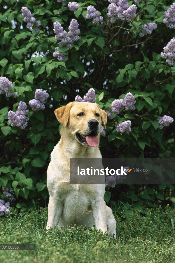 Amarillo perro perdiguero de Labrador (Canis familiaris) adulto sentado delante de arbustos de flor 