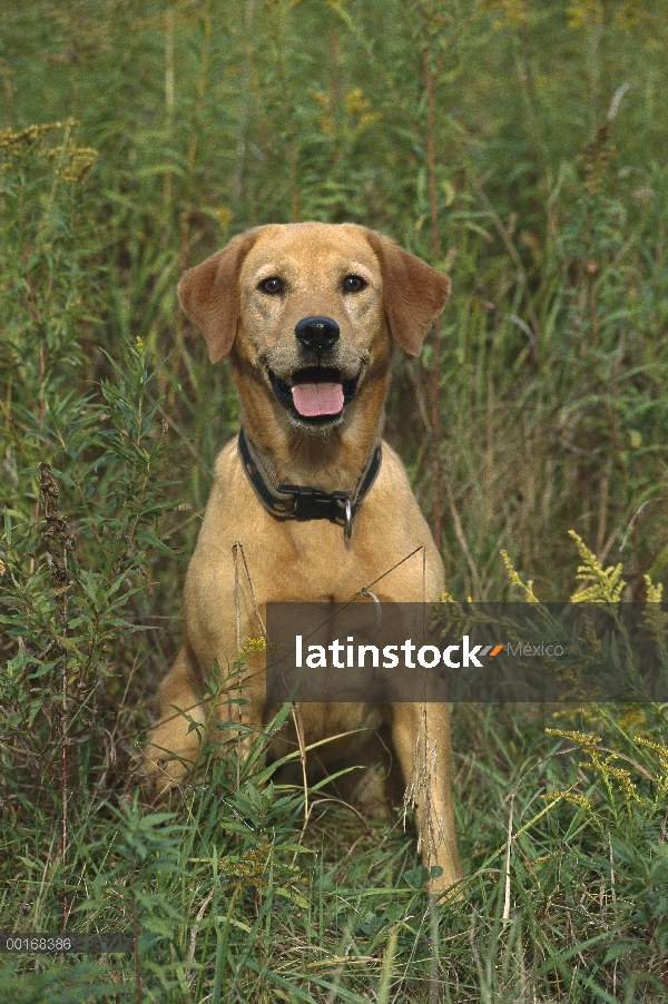 Amarillo retrato adulto de perro perdiguero de Labrador (Canis familiaris)