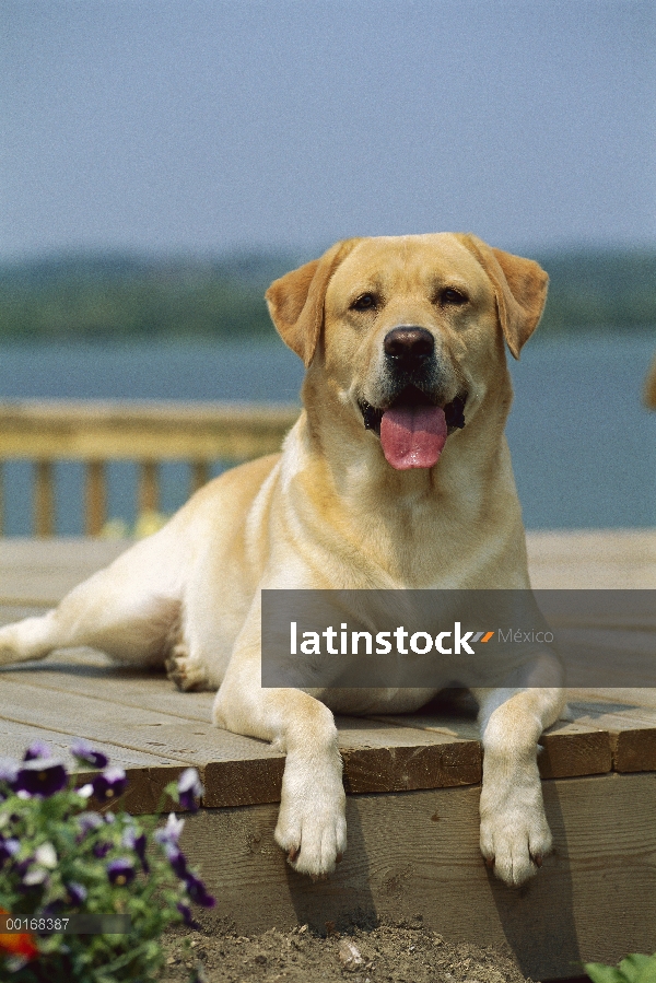 Amarillo adulto de perro perdiguero de Labrador (Canis familiaris) descansando en la cubierta