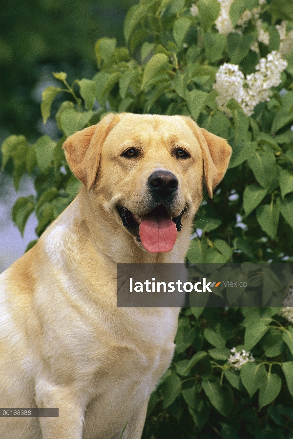 Amarillo retrato de perro perdiguero de Labrador (Canis familiaris) de bush lila de perro adulto sen