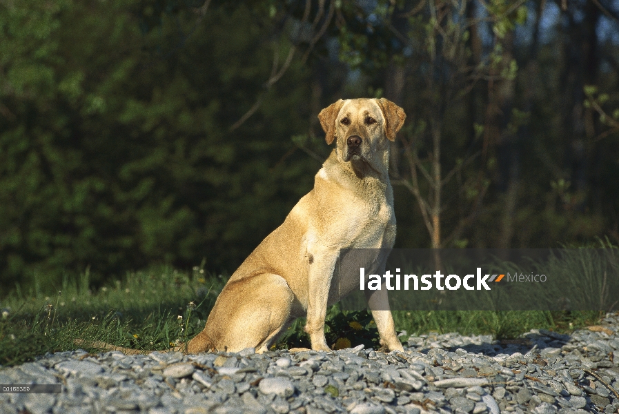 Amarillo adulto de perro perdiguero de Labrador (Canis familiaris) sentado en la orilla del lago roc