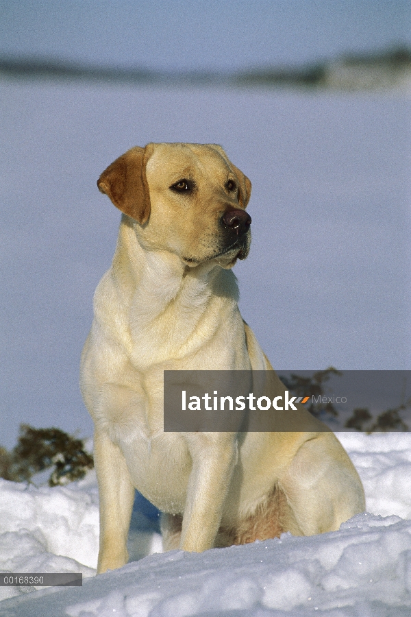 Amarillo retrato de perro perdiguero de Labrador (Canis familiaris) de perro macho adulto sentado en