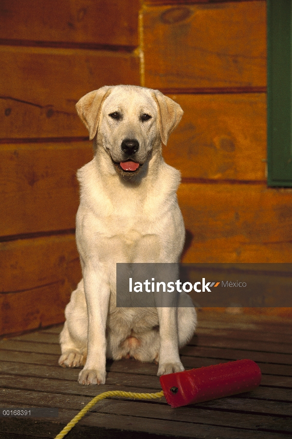 Perro perdiguero de Labrador (Canis familiaris) adulto hembra perro amarillo sentado en cubierta con