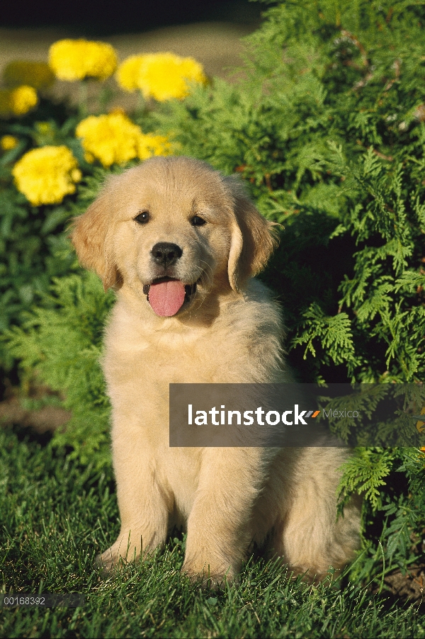 Oro retrato Retriever (Canis familiaris) de un perrito sentado cerca de caléndulas en un jardín