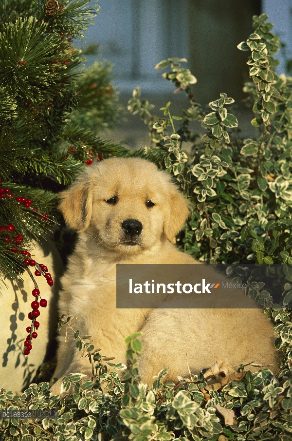 Oro retrato Retriever (Canis familiaris) de un perrito sentado entre las plantas del jardín