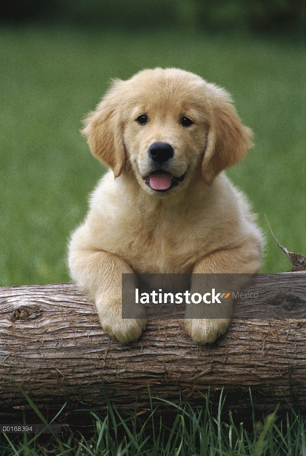 Oro retrato Retriever (Canis familiaris) de un perrito con las patas delanteras para arriba en un re