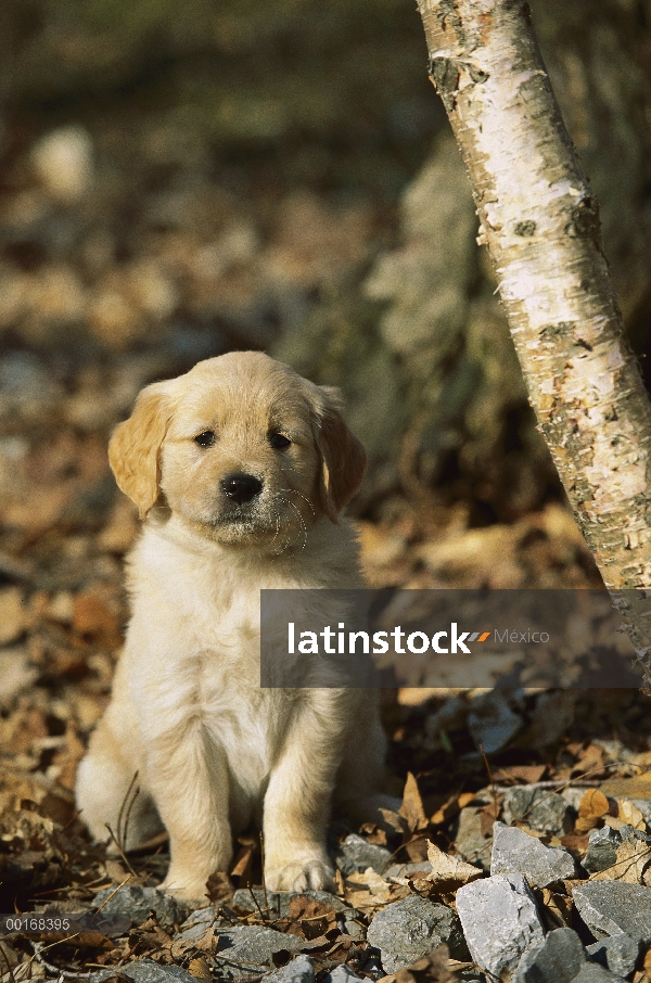 Oro retrato Retriever (Canis familiaris) de un perrito sentado en medio de hojas de otoño