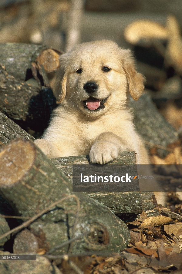 Oro retrato Retriever (Canis familiaris) de un perrito sentado entre troncos de leña