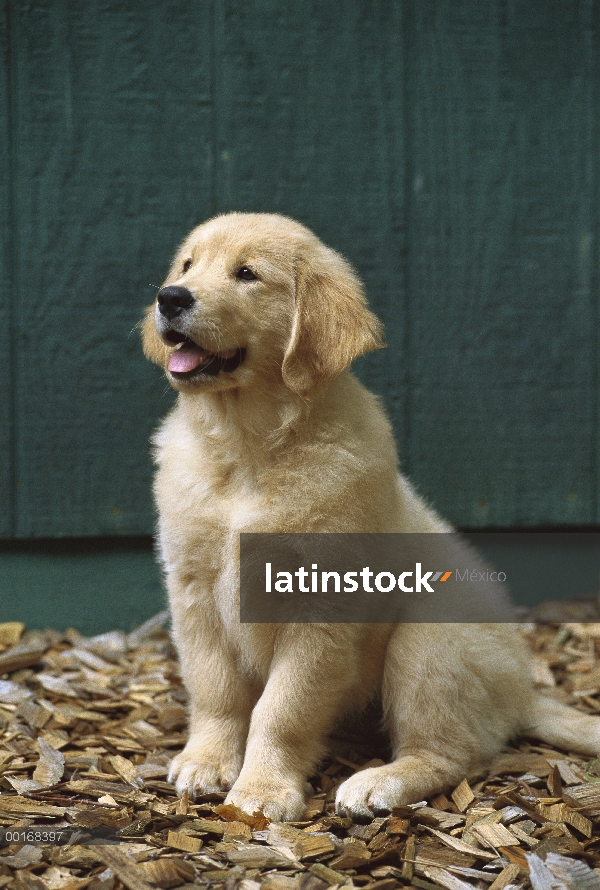 Oro retrato Retriever (Canis familiaris) de un perrito sentado en astillas