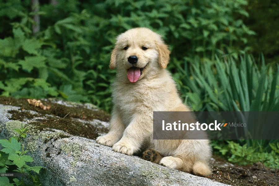 Oro retrato Retriever (Canis familiaris) de un perrito sentado en una roca en el jardín