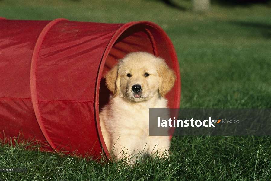 Oro retrato Retriever (Canis familiaris) de un perrito sentado en un túnel de juego