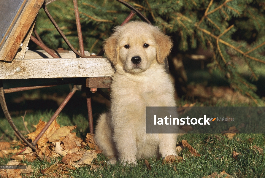 Oro retrato Retriever (Canis familiaris) de un cachorro