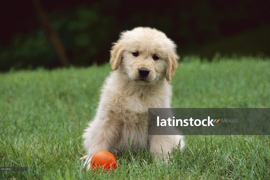 Oro retrato Retriever (Canis familiaris) de un cachorro en un césped de hierba con bola naranja