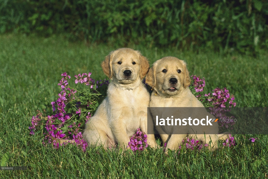 Oro retrato Retriever (Canis familiaris) de dos cachorros sentados juntos sobre la hierba entre las 