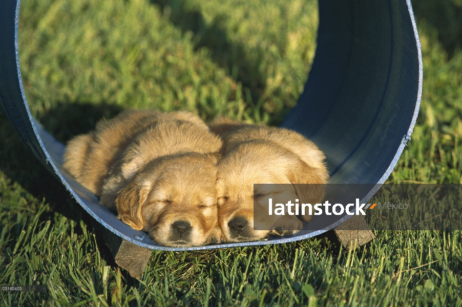 Golden cachorros Retriever (Canis familiaris) durmiendo en el túnel del juego