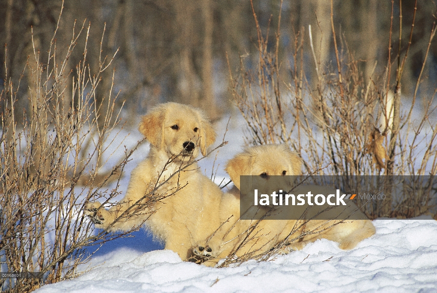 Golden Retriever (Canis familiaris) dos cachorros en la nieve masticando ramitas