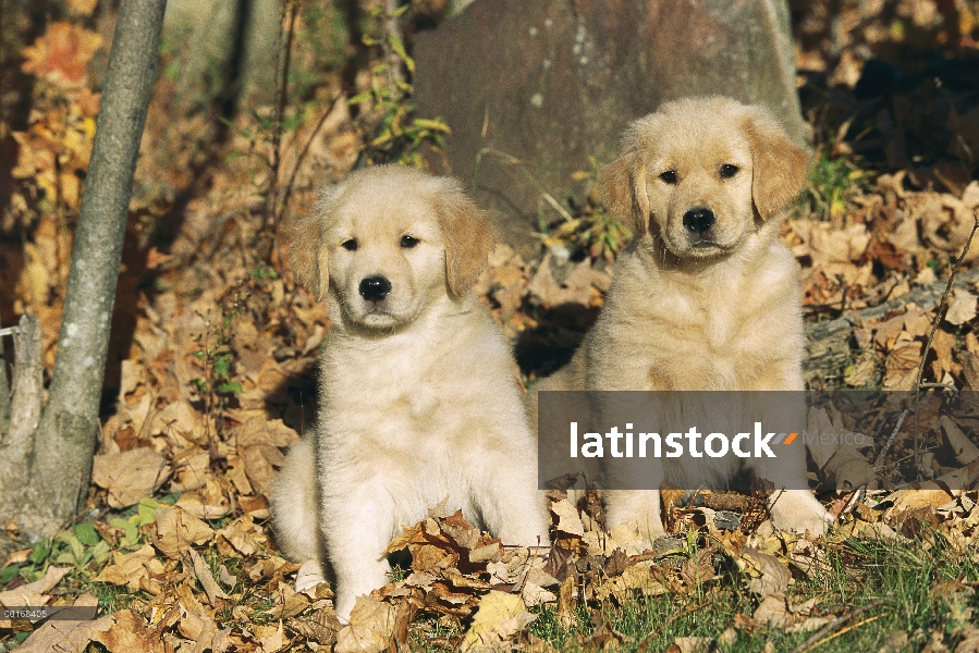 Golden cachorros Retriever (Canis familiaris) sentado entre caída de hojas