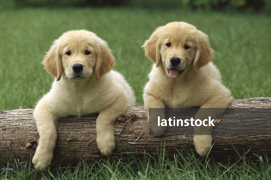 Cachorros Golden de Retriever (Canis familiaris) junto con las patas delanteras para arriba en un re