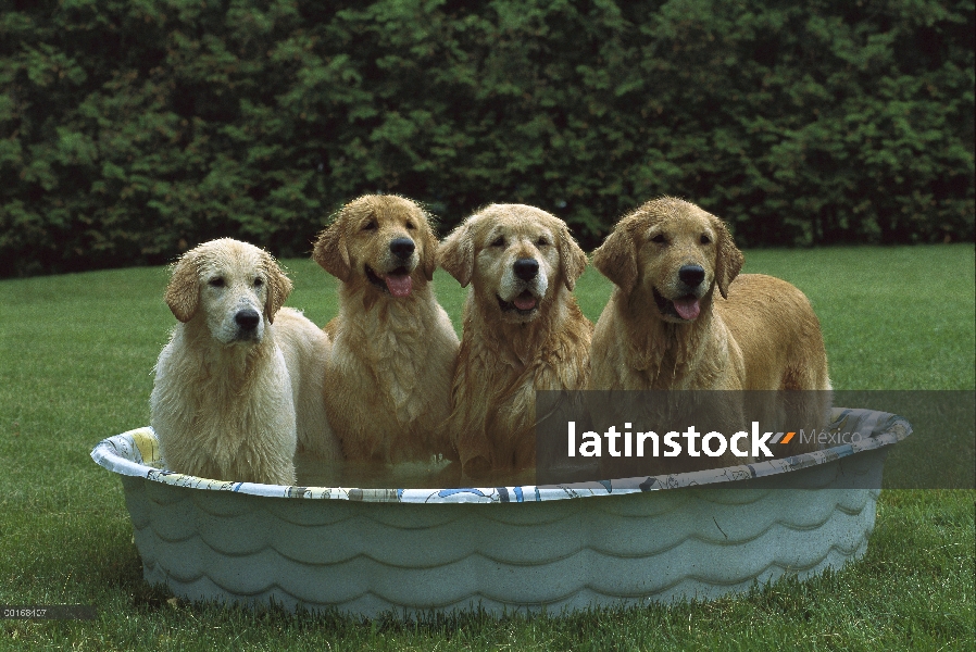 Golden Retriever (Canis familiaris) cuatro adultos retractación en una piscina para niños