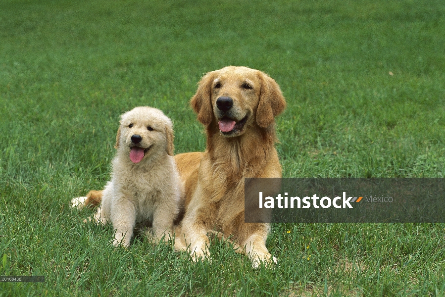 Oro retrato Retriever (Canis familiaris) de la madre y el cachorro descansando en el césped de hierb