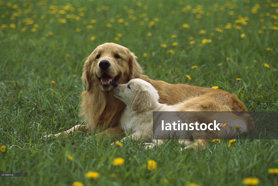 Oro retrato Retriever (Canis familiaris) de la madre y el cachorro descansando en el césped de hierb