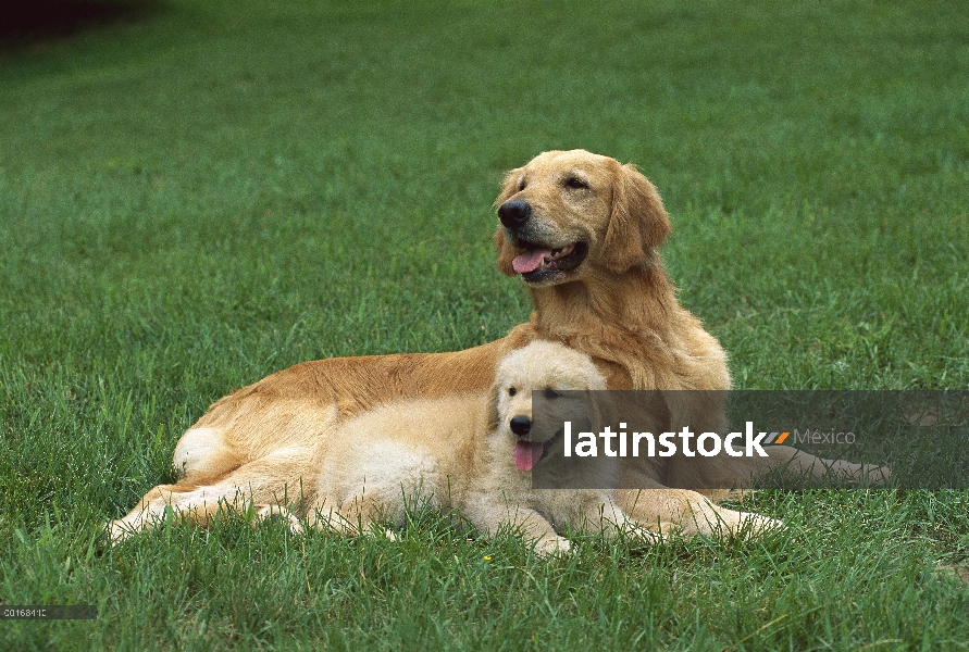 Oro retrato Retriever (Canis familiaris) de la madre y el cachorro descansando en el césped de hierb