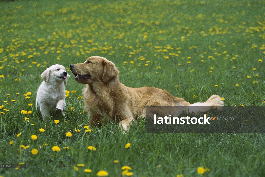 Oro retrato Retriever (Canis familiaris) de la madre y el cachorro jugando y descansando sobre el cé