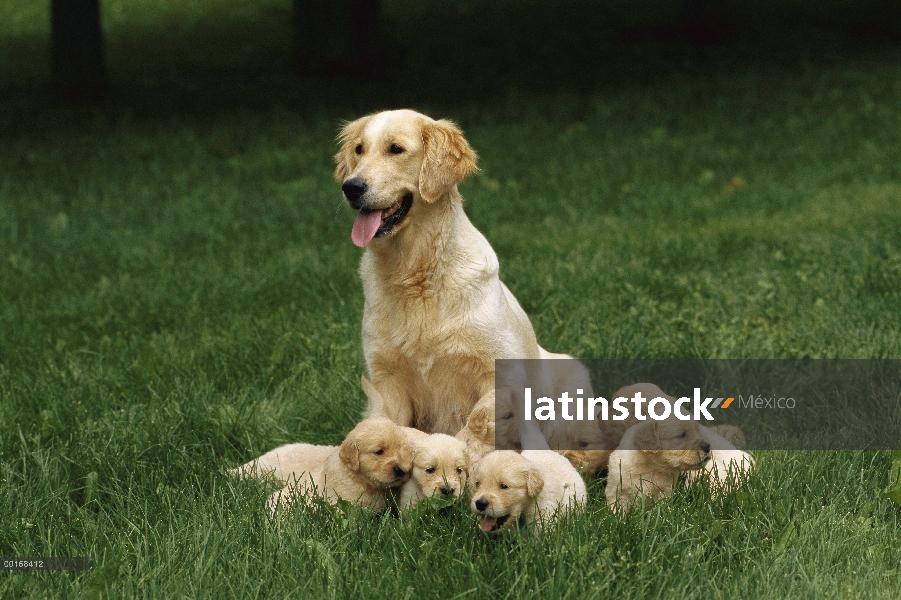 Madre Golden de Retriever (Canis familiaris) con una camada de siete cachorros en césped de hierba v