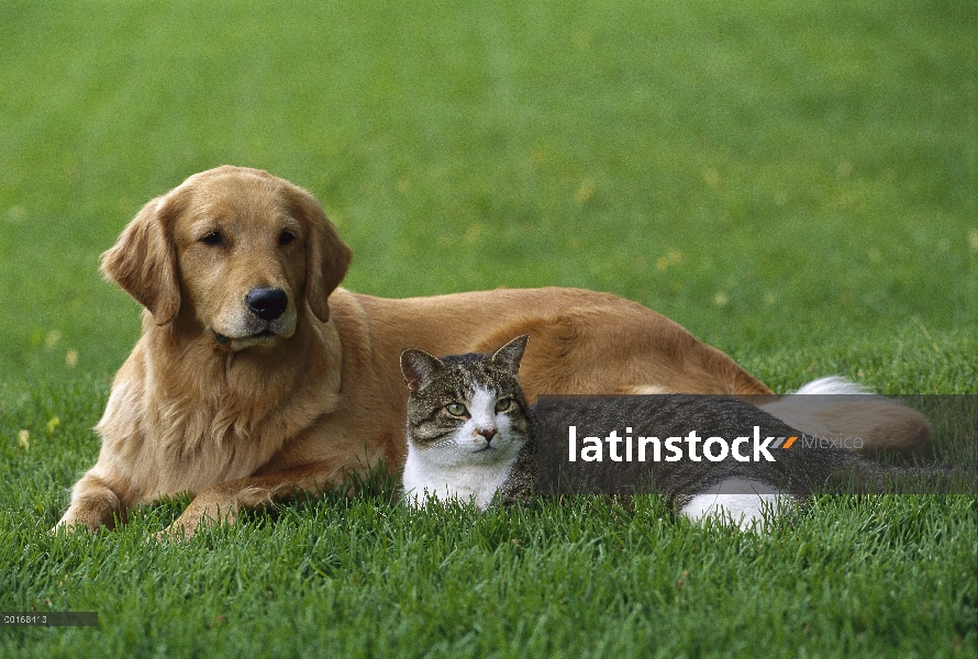 Golden Retriever (Canis familiaris) descansando en el césped con amigo gato