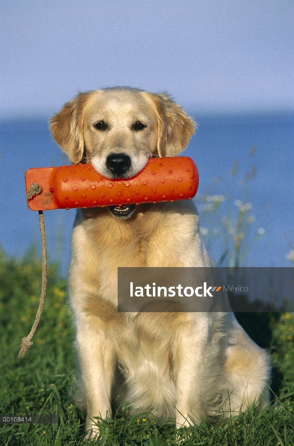 Golden Retriever (Canis familiaris) adultos perrita con recuperar el juguete en la boca