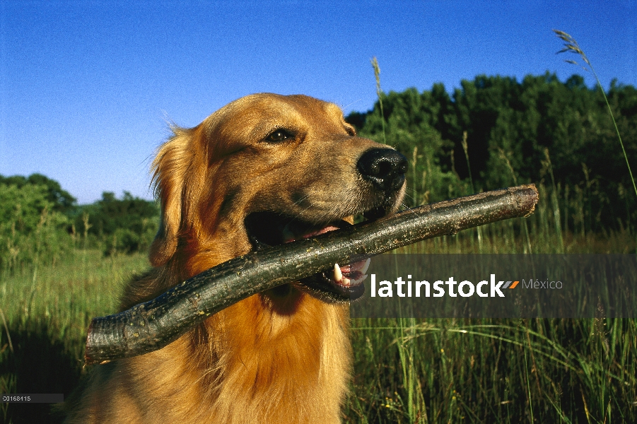 Oro adulto Retriever (Canis familiaris) sosteniendo un palo en su boca