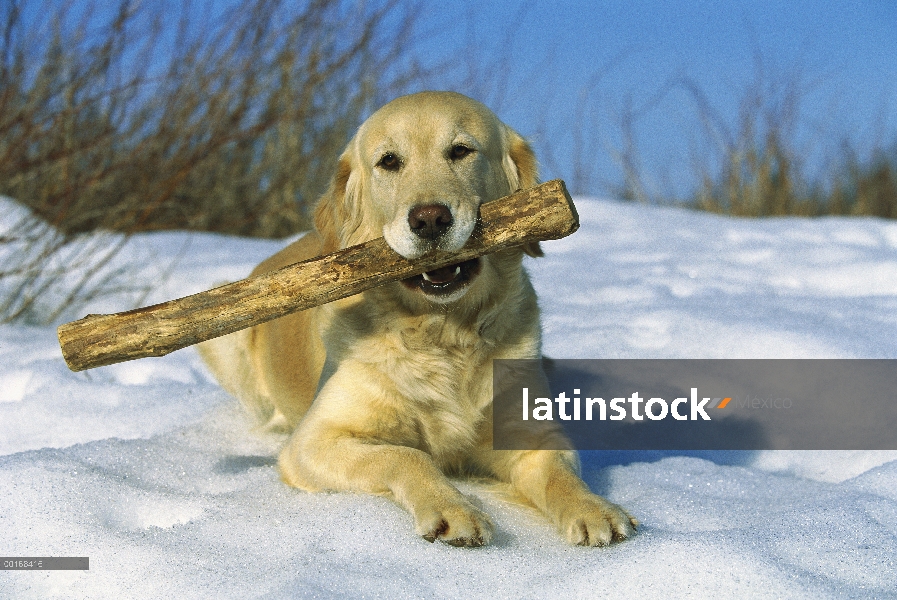 Adulto Golden Retriever (Canis familiaris) en la nieve con un palo en su boca