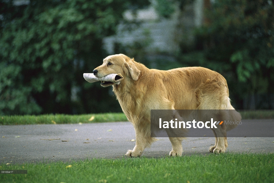 Golden Retriever (Canis familiaris) traer el periódico