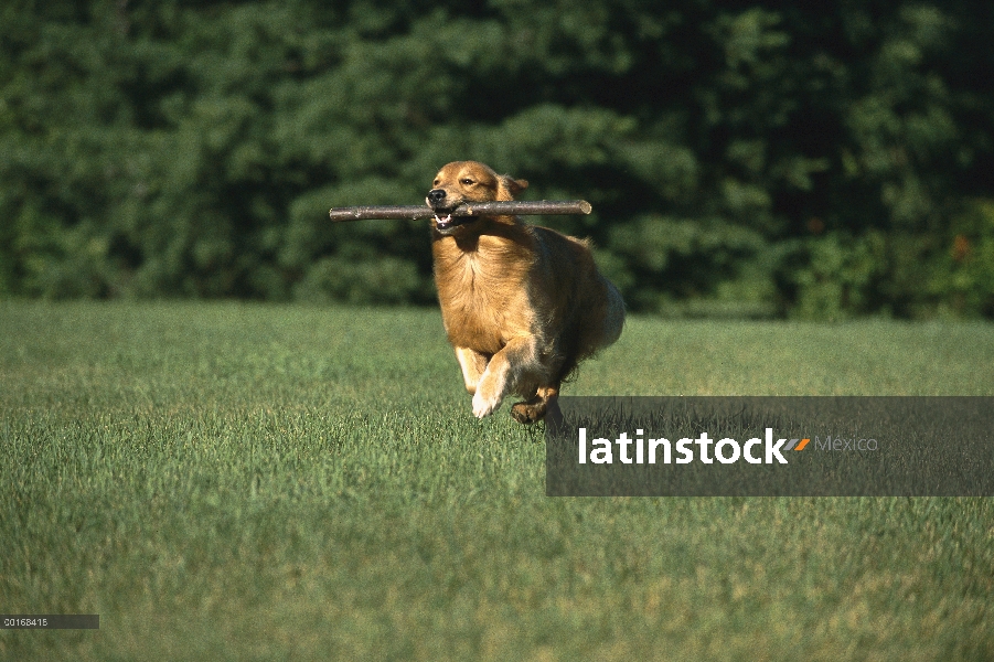 Oro adulto Retriever (Canis familiaris) corriendo con un palo grande