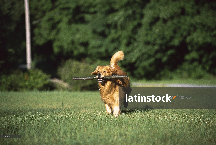 Oro adulto Retriever (Canis familiaris) corriendo con un palo grande