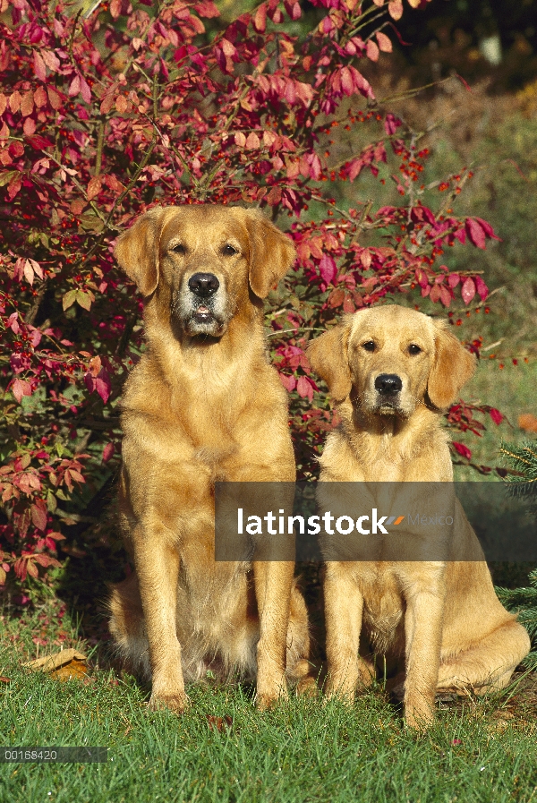 Dos Golden Retriever (Canis familiaris) adultos y menores sentados lado a lado