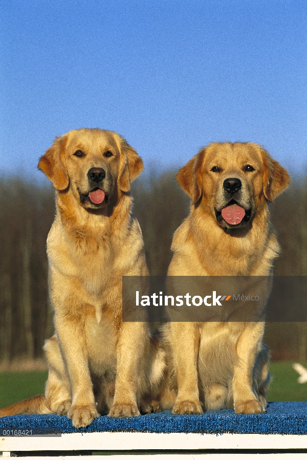 Dos Golden Retriever (Canis familiaris) hembras y machos adultos sentados lado a lado